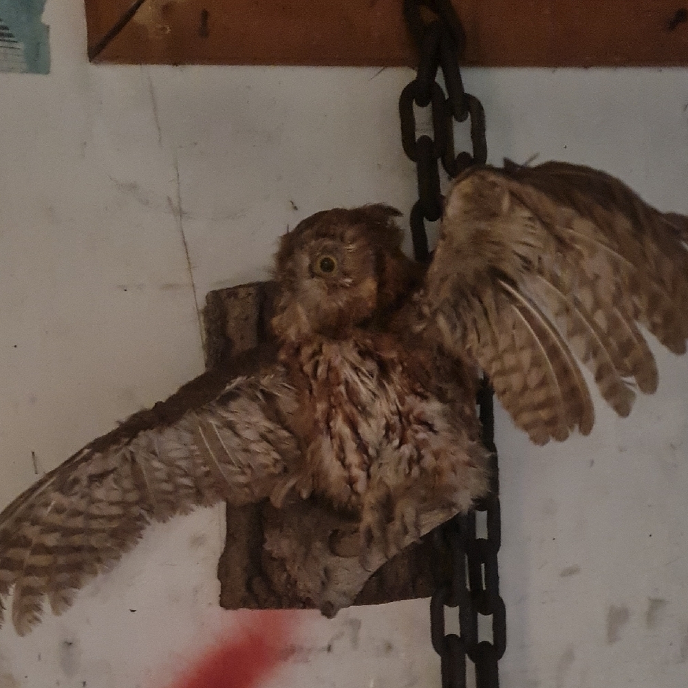 DYI Rustic Brown Owl Sculpture